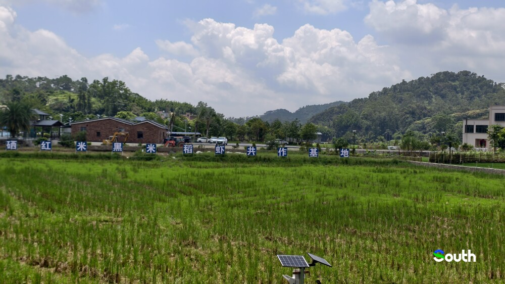 Scenic view of Xinyi Beijie Town's rice-shrimp co-culture base.Photo by Li Yangshi.