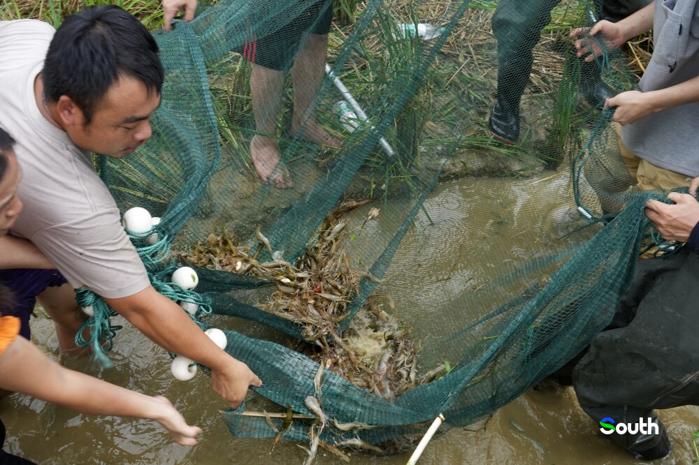 Villagers harvesting shrimp from rice paddies.Photo by Lu Bo. 