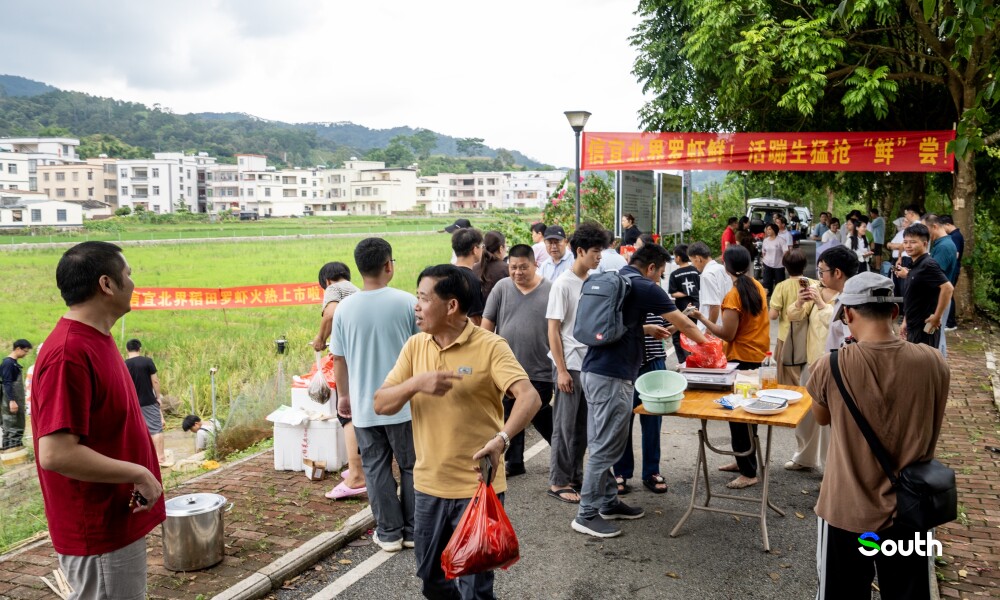 Xinyi Beijie Town's Rice-Shrimp Co-culture Base Welcomes First Harvest of Giant River Prawns.Photo by Lu Bo. 