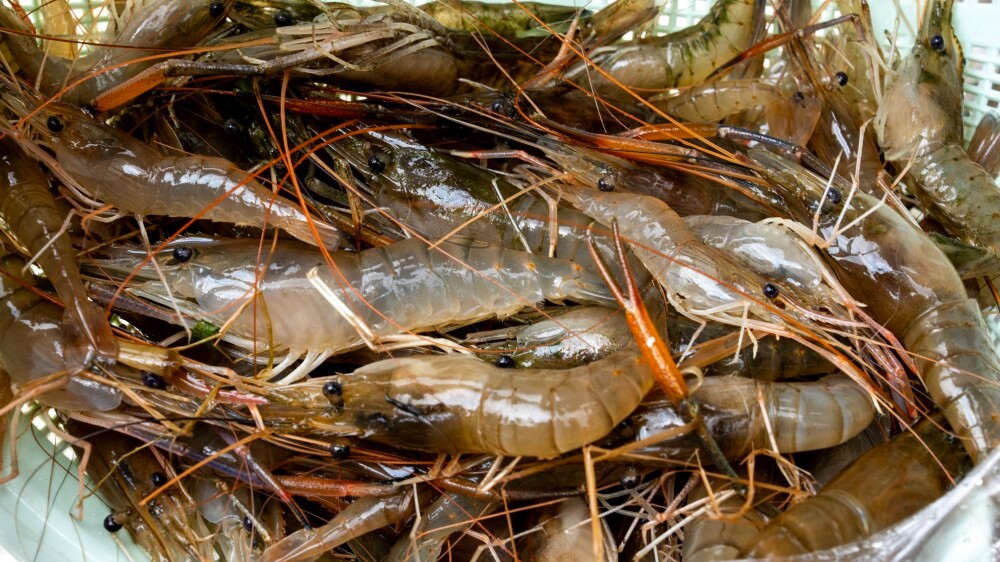 Maoming's Xinyi achieves breakthrough in rise-prawn co-culture with first harvest