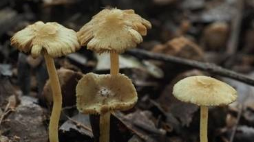 A new macrofungus identified in Shaoguan's Danxia Mountain