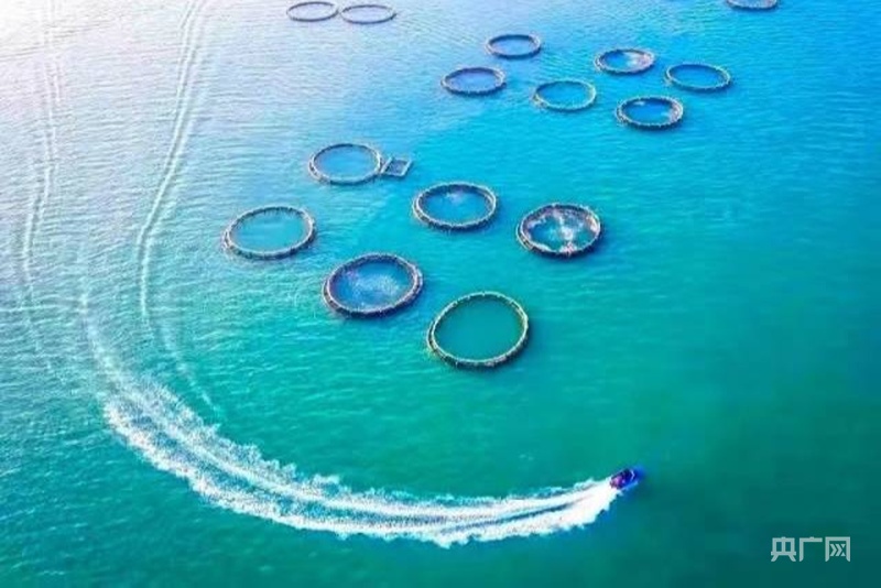 湛江海洋牧场（央广网发 图片来自南方农村报）