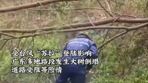 台风“苏拉”来袭!广东多地树木倒塌,消防员风雨中迅速清障 台风“苏拉”来袭!广东多地树木倒塌,消防员风雨中迅速清障