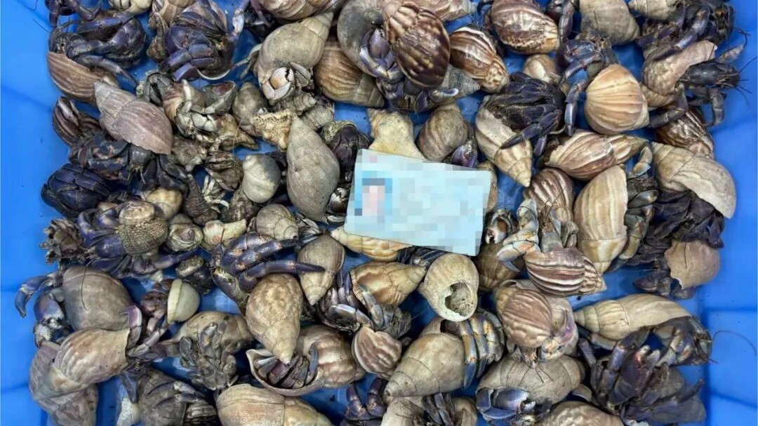 96只寄居蟹想“集体出游”？闸口海关一网打尽