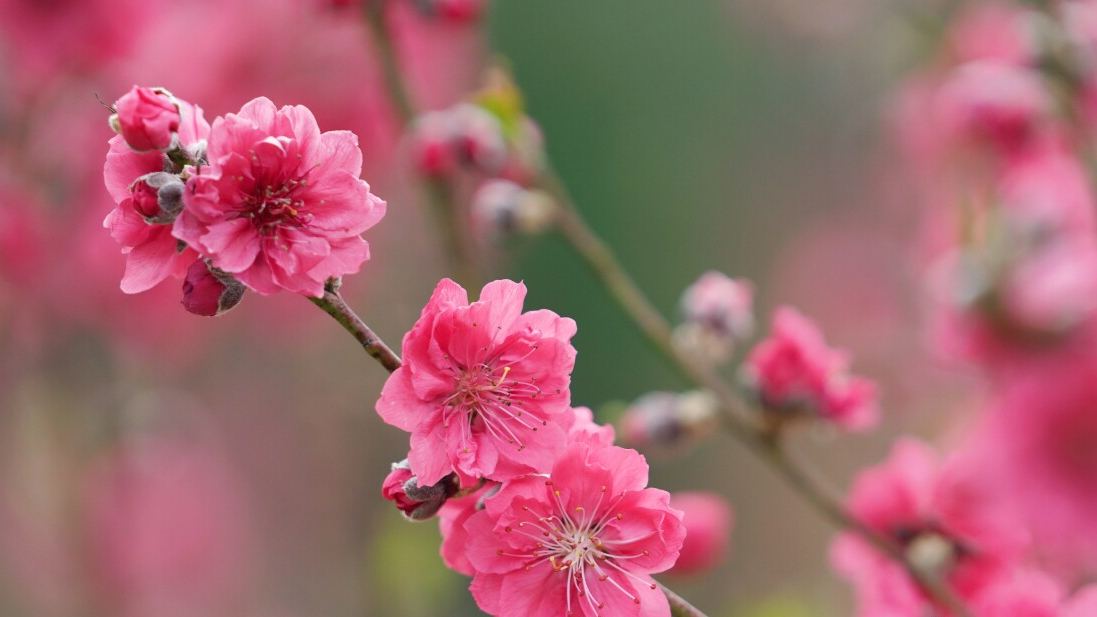 Spring flower viewing guide in China's Yunfu 