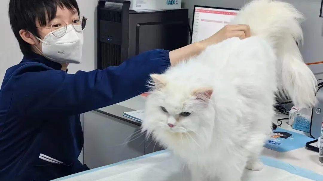 TCM for pets: How traditional Chinese veterinary medicine protects pet health