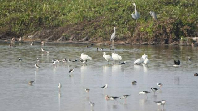 Eurasian spoonbills spotted at Zhongshan Cuiheng Wetland Park