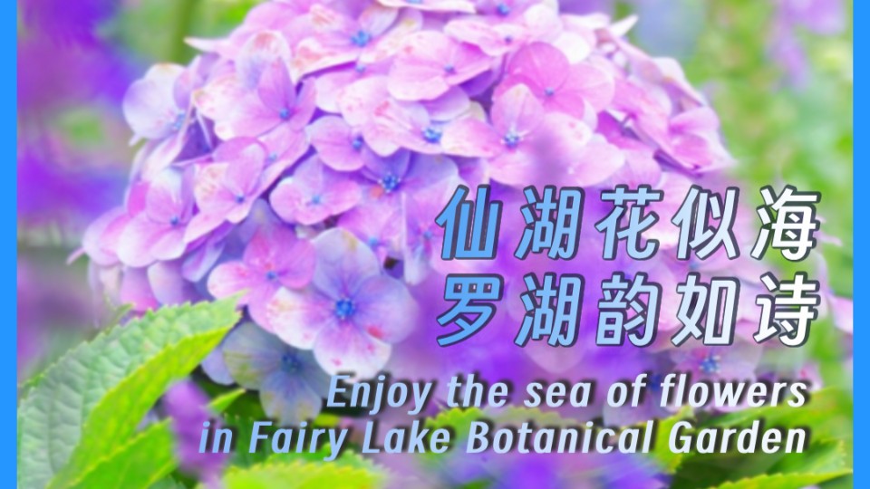 Enjoy the sea of flowers in Fairy Lake Botanical Garden