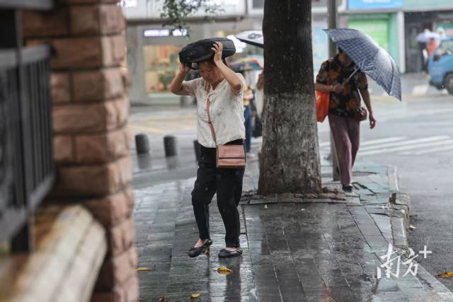 廣州市天河區(qū)岳洲路，突然下起大雨，一位市民用手提包擋雨前行。