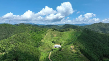 【阳江】新上市,阳春圭岗的高山好茶! 【阳江】新上市,阳春圭岗的高山好茶!