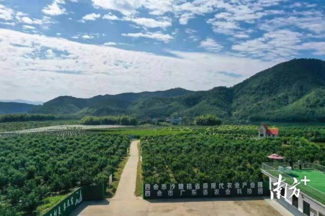四会市沙糖桔省级现代农业产业园。
