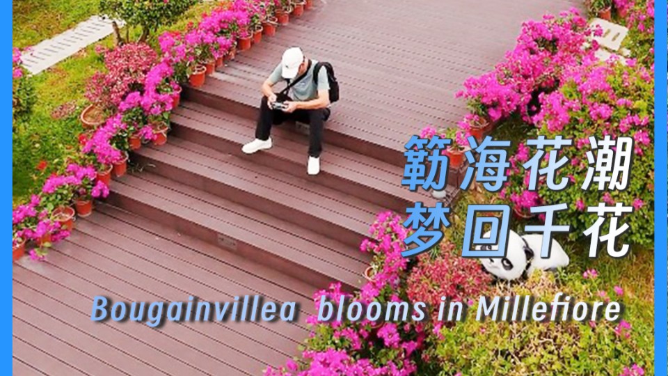 Bougainvillea  blooms in Millefiore 