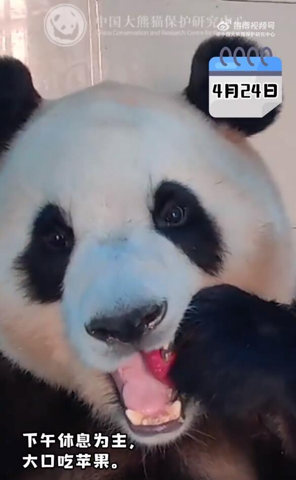 图源：@中国大熊猫保护研究中心 微博