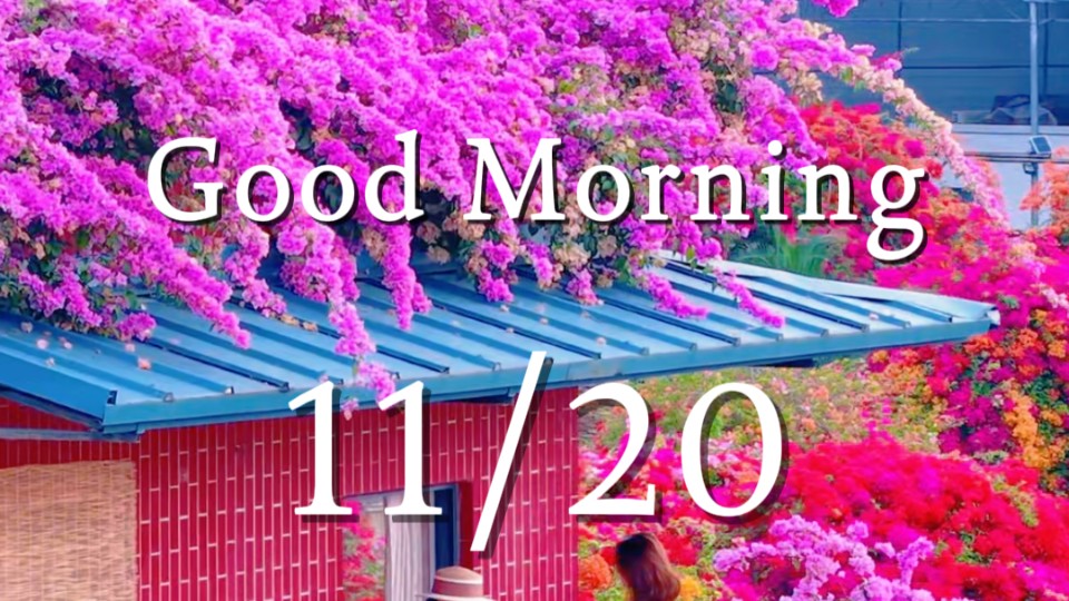 Flames of blossoms unfurl, cloaking city in resplendent glow