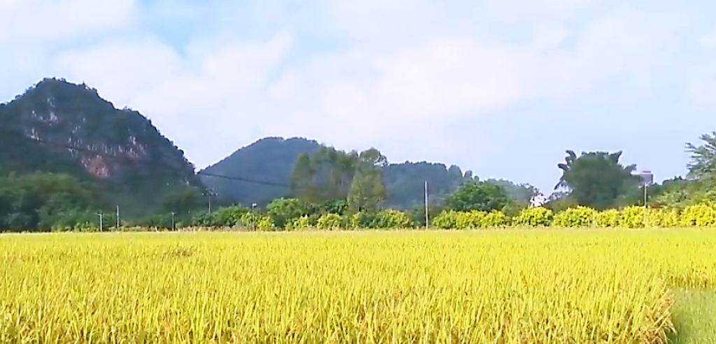 罗定市苹塘镇周沙村2000多亩晚稻披“金”待收