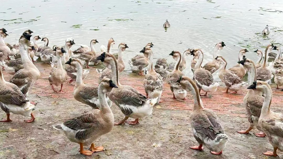 28万租金引发的“鱼塘风波”，如何逆转？