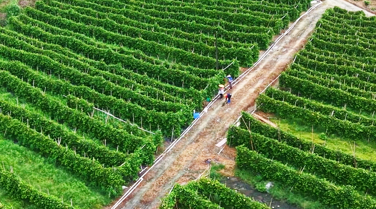 基层“良”策丨新兴县六祖镇构建特色水果协同发展新格局
