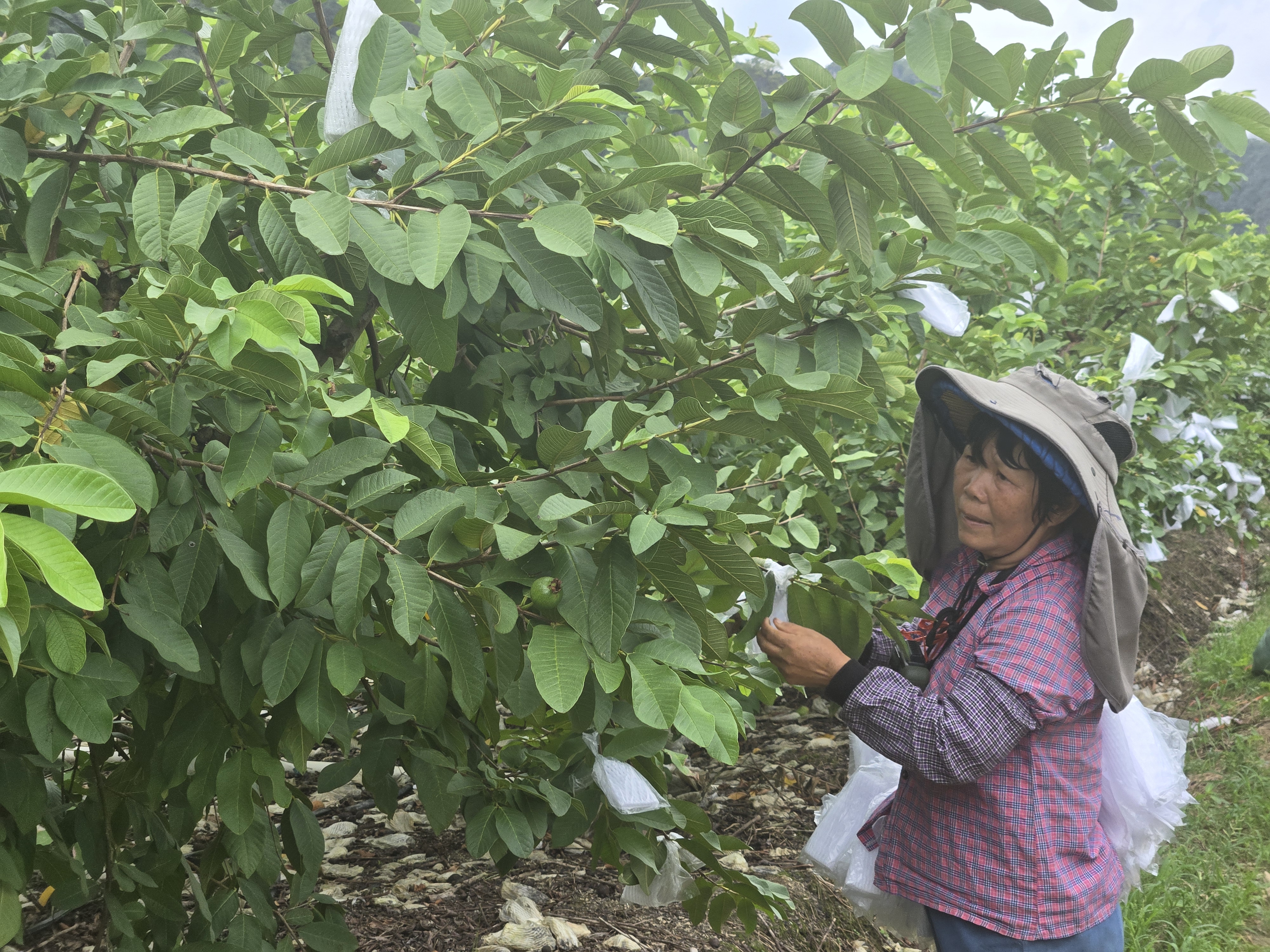 罗定市苹塘镇：400多亩番石榴基地“落地生金”