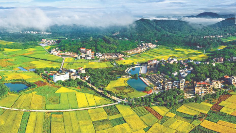 特别策划！党建引领基层治理的“广东实践”