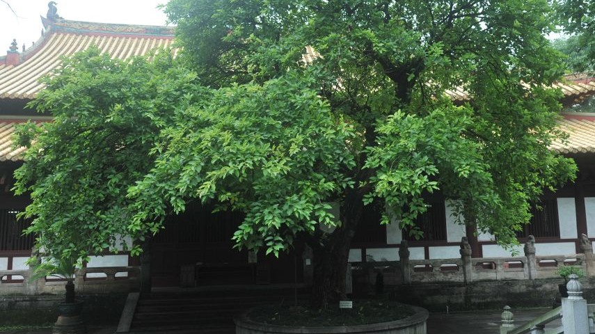 “一树一策”，广东古树名木保护的文化密码