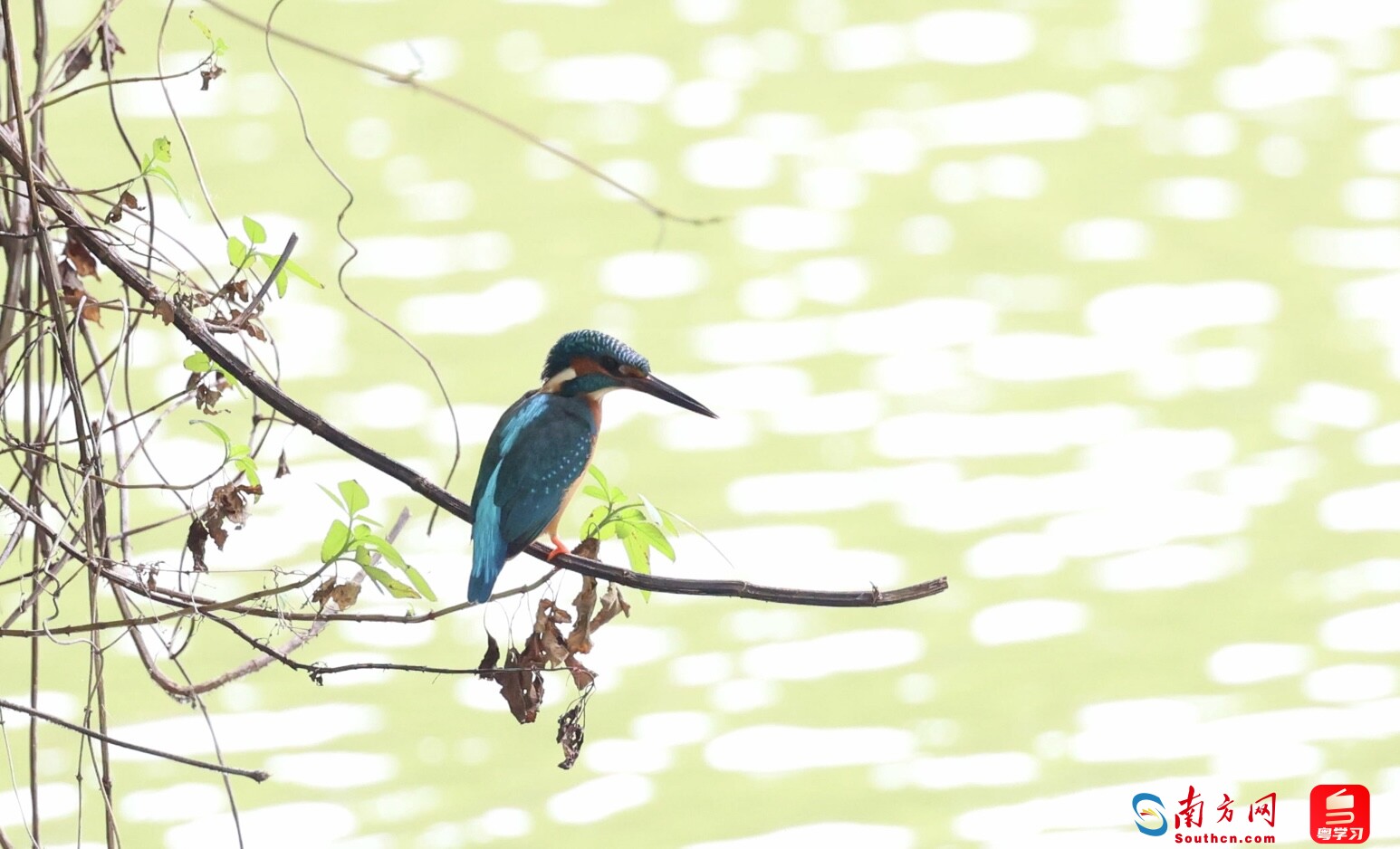 树梢上的普通翠鸟。（拍摄：江涛）