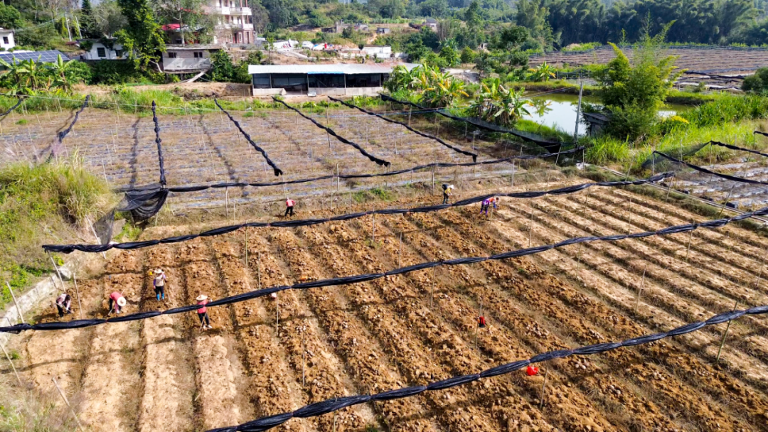 罗定市金鸡镇：小魔芋撑起乡村振兴“致富伞”