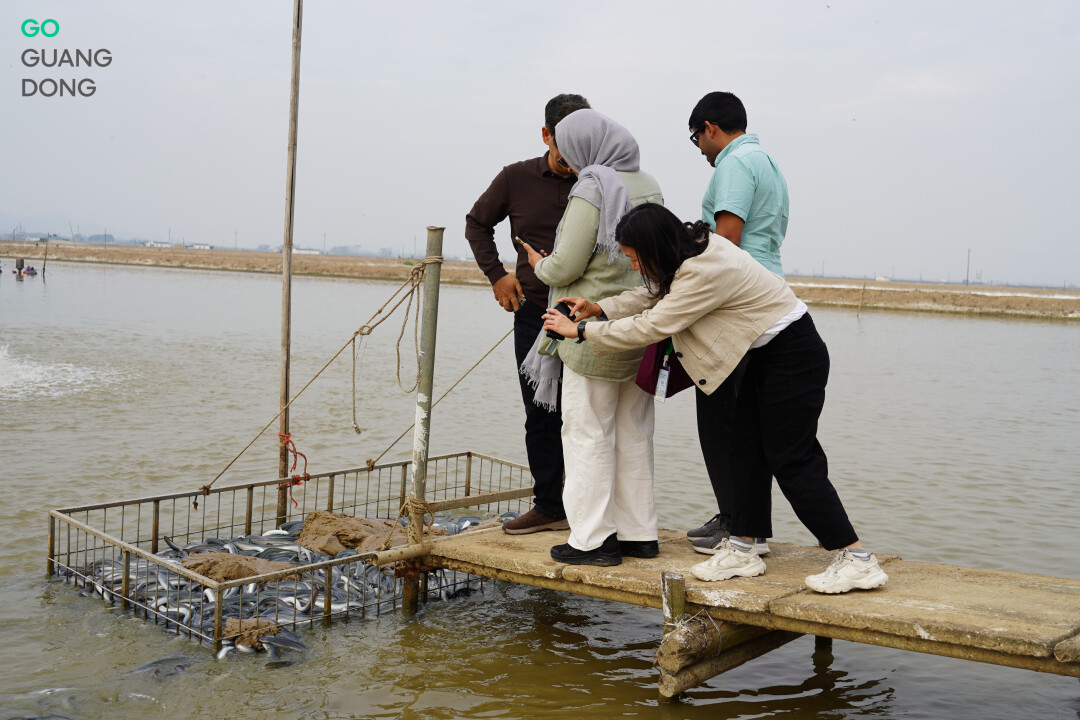 参访团一行参观鳗鱼喂养环节