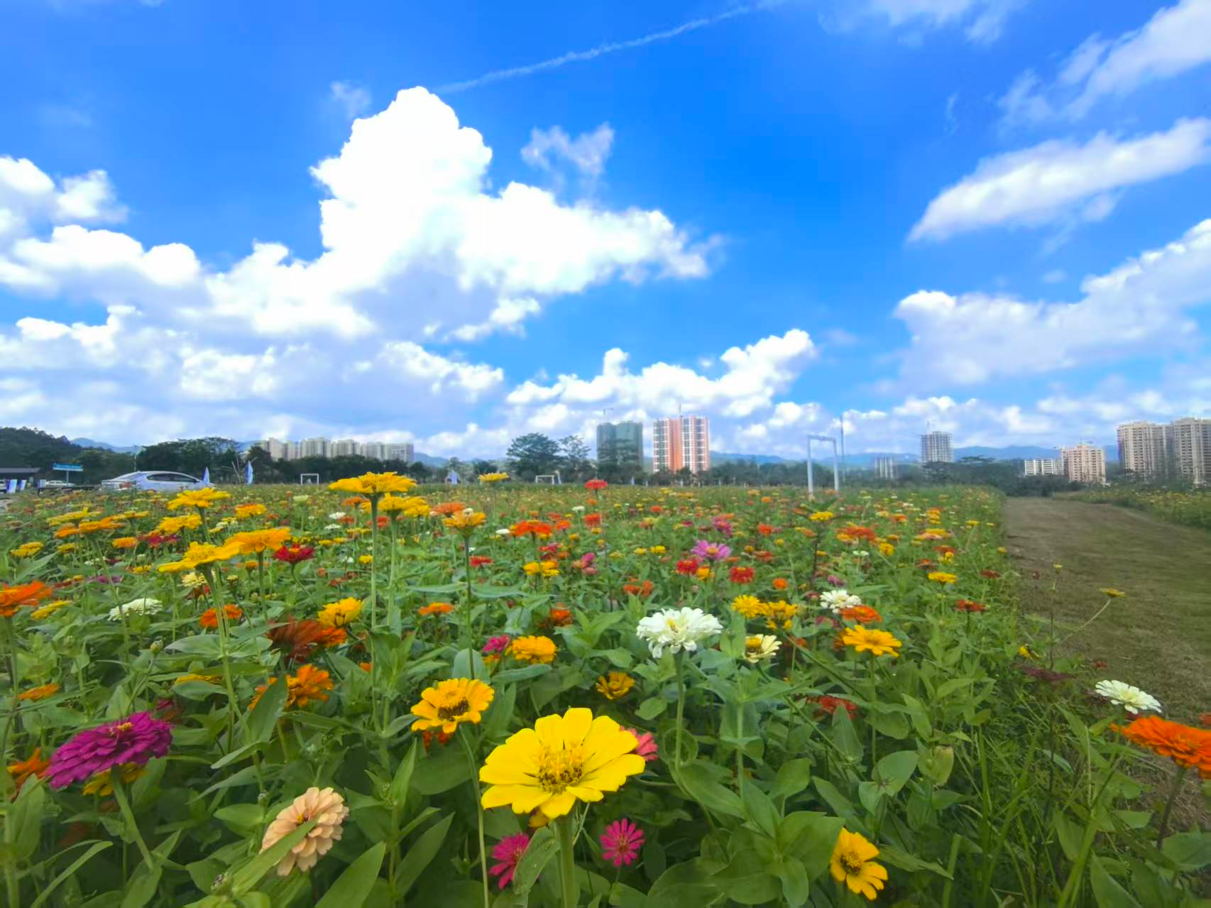 云安区都杨镇：“一花一蜜一甘蔗”绘就乡村振兴新画卷