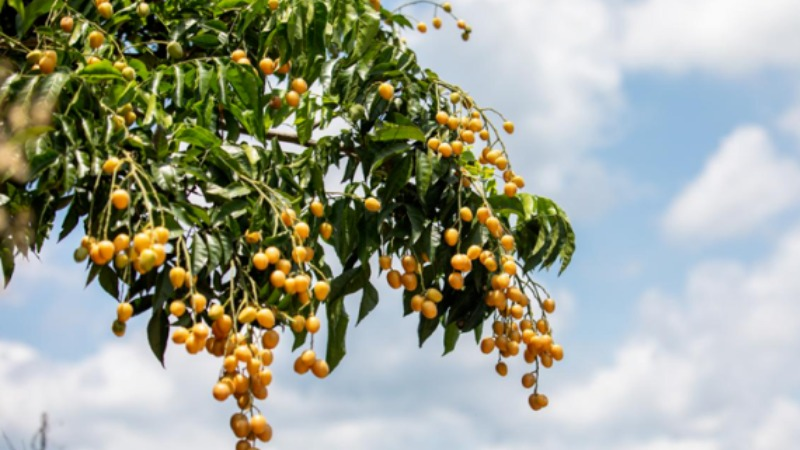 郁南无核黄皮成功“出海”北美