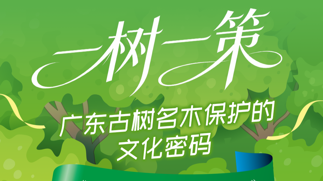 “一树一策”，广东古树名木保护的文化密码