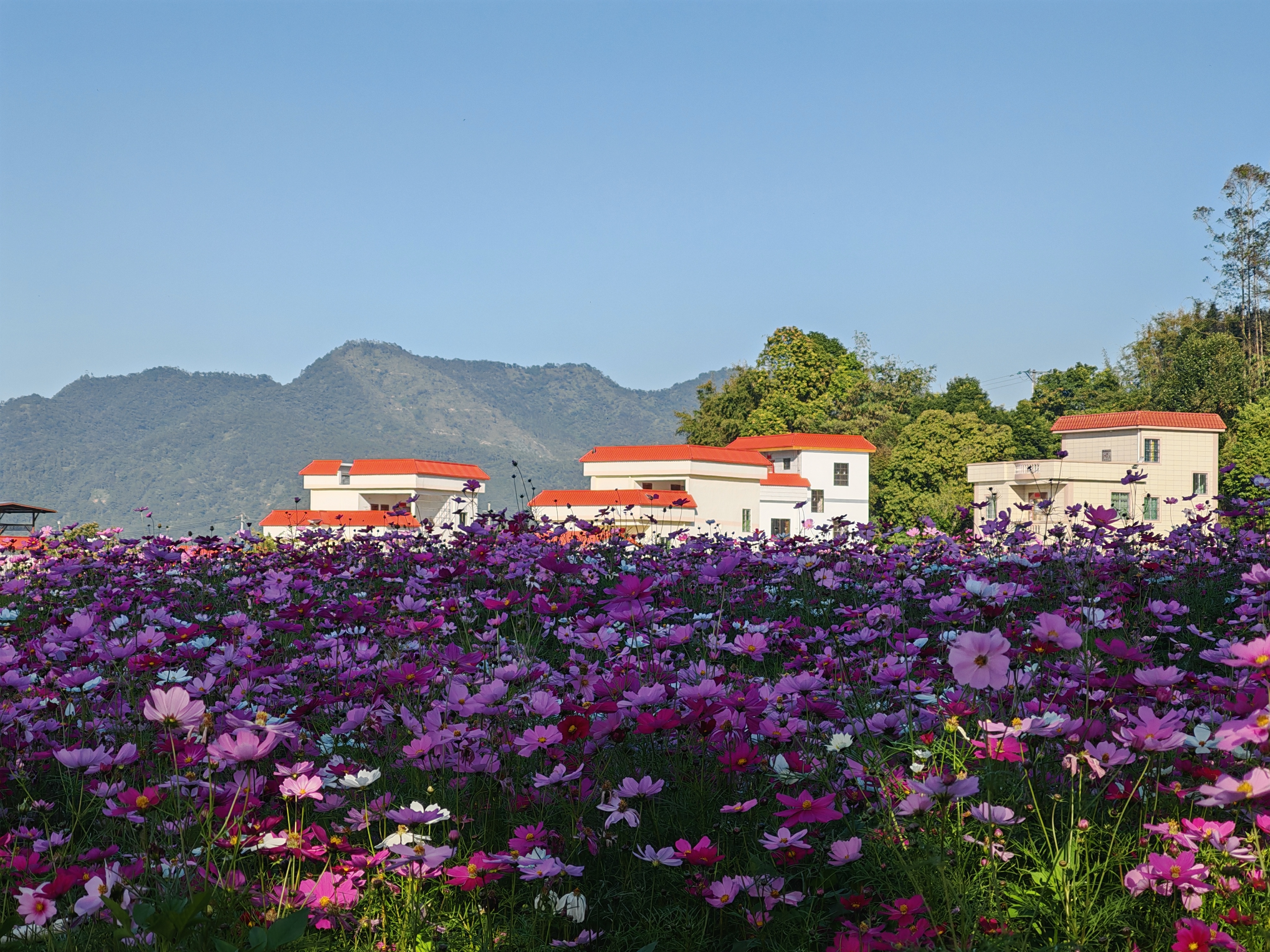 云城前锋花海，邀您来看！
