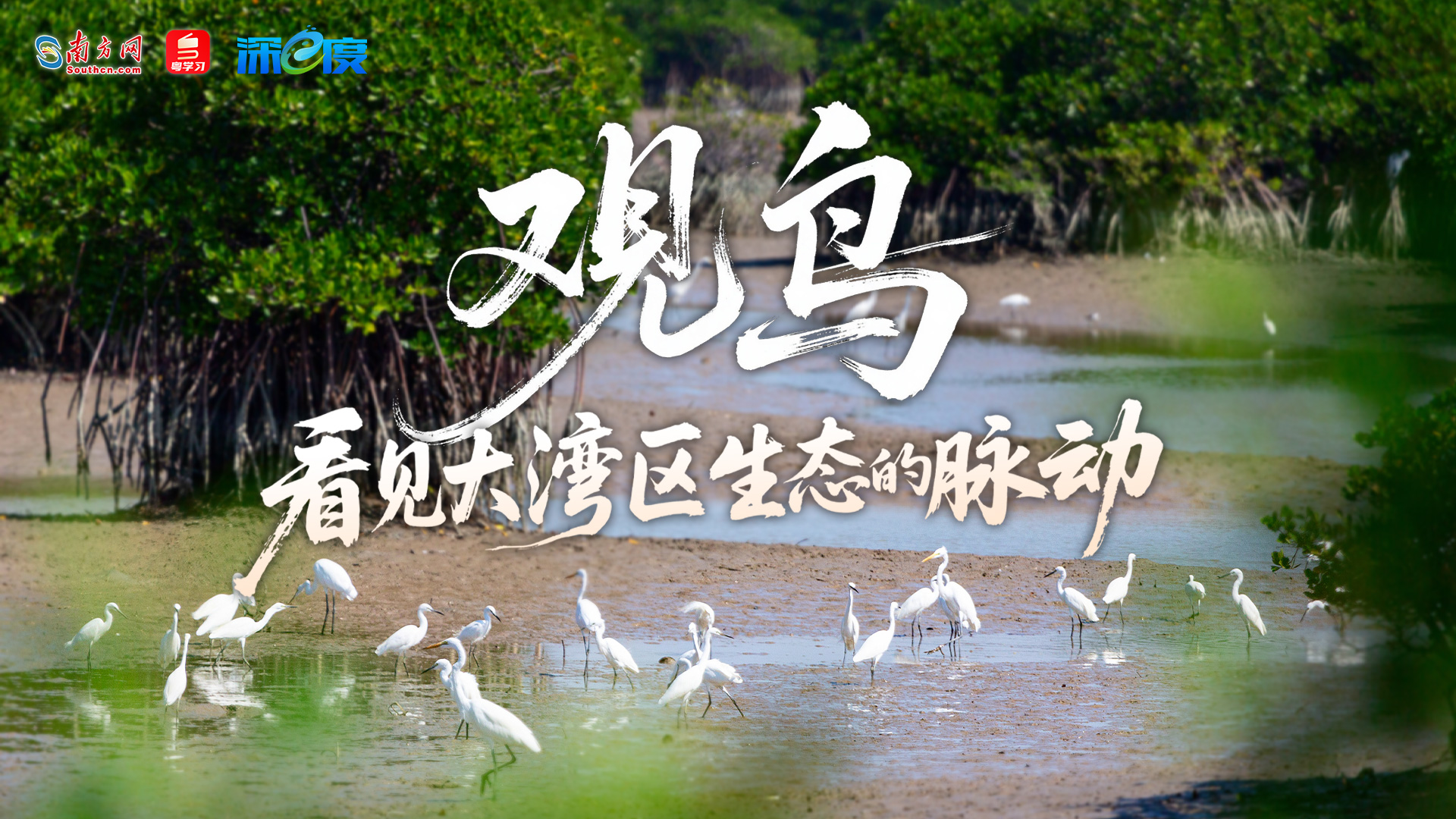 深e度｜观鸟，看见大湾区生态的脉动