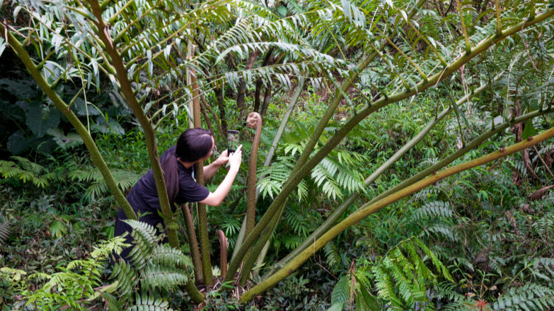 New species Angiopteris guangdongensis discovered in Jiangmen
