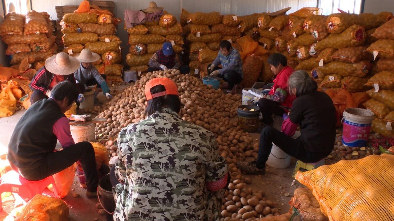 郁南县：冬种“一田多收”促民增收致富