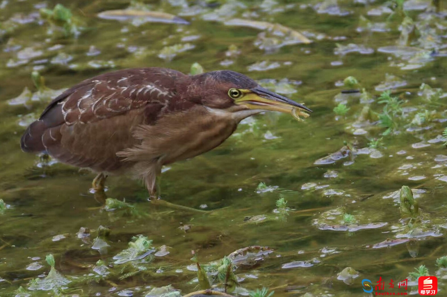 华南师范大学里的紫背苇鳽。（拍摄：江涛）