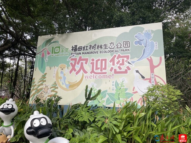 福田红树林生态公园今年开园十周年。（拍摄：夏偲婉）
