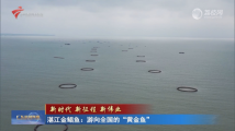 湛江金鲳鱼:游向全国的“黄金鱼” 湛江金鲳鱼:游向全国的“黄金鱼”