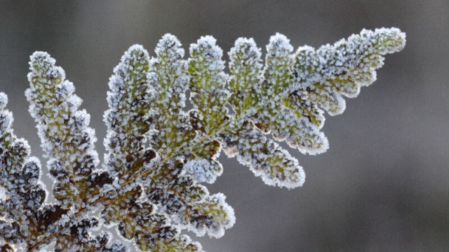 DUDU猫说节气之小雪：迎冬小雪至，应节晚虹藏