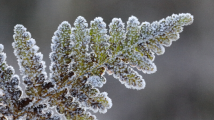 DUDU猫说节气之小雪:迎冬小雪至,应节晚虹藏 DUDU猫说节气之小雪:迎冬小雪至,应节晚虹藏