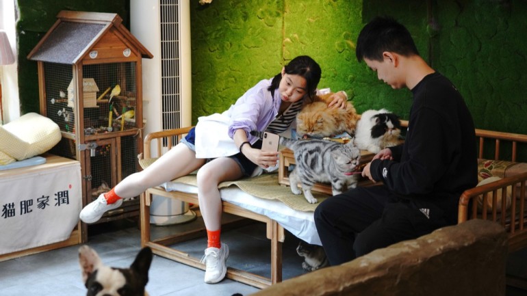 Pet-friendly cafes make 'purrfect' combo
