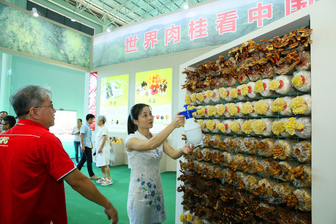 智库观察丨云浮肉桂产业，“贵气”有多满？