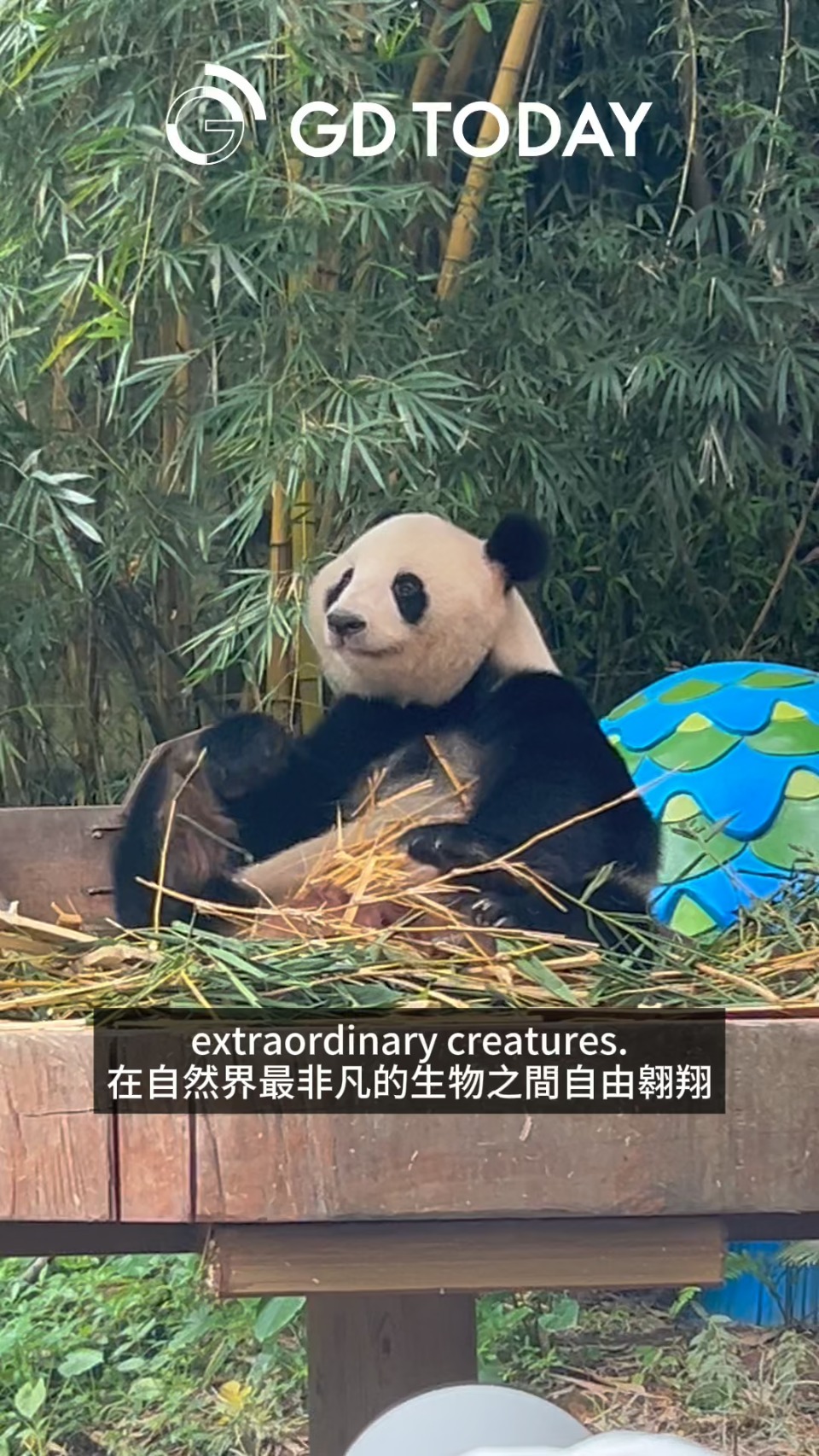 Canton Tower witnesses romantic vows, African couple find Chimelong Safari Park "just like home"