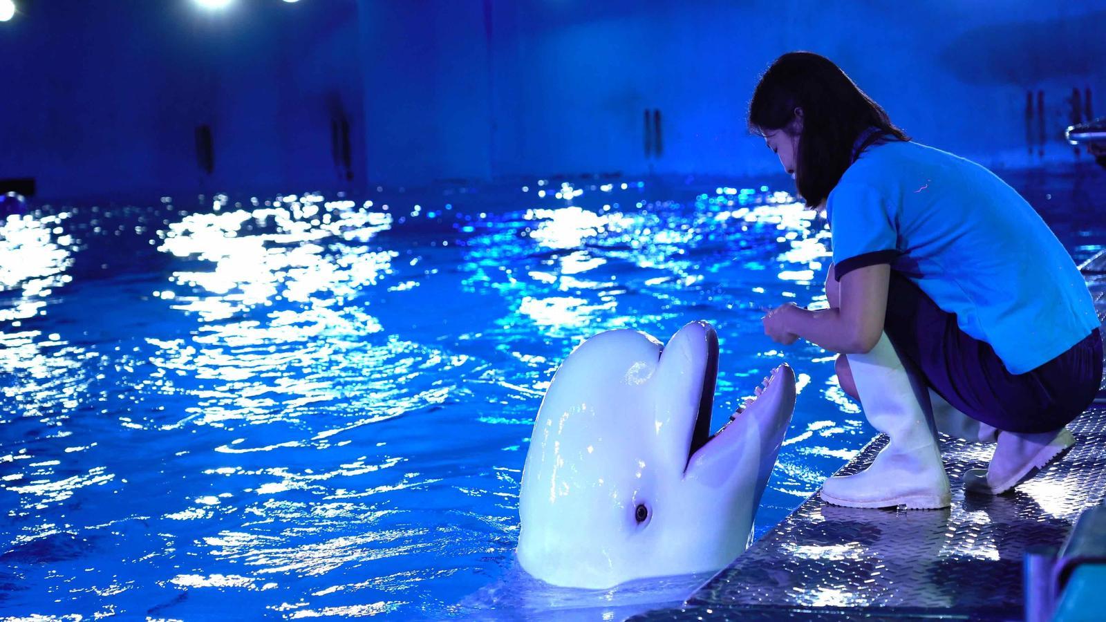 See animals celebrate Mid-Autumn Festival: white whales enjoy mooncakes