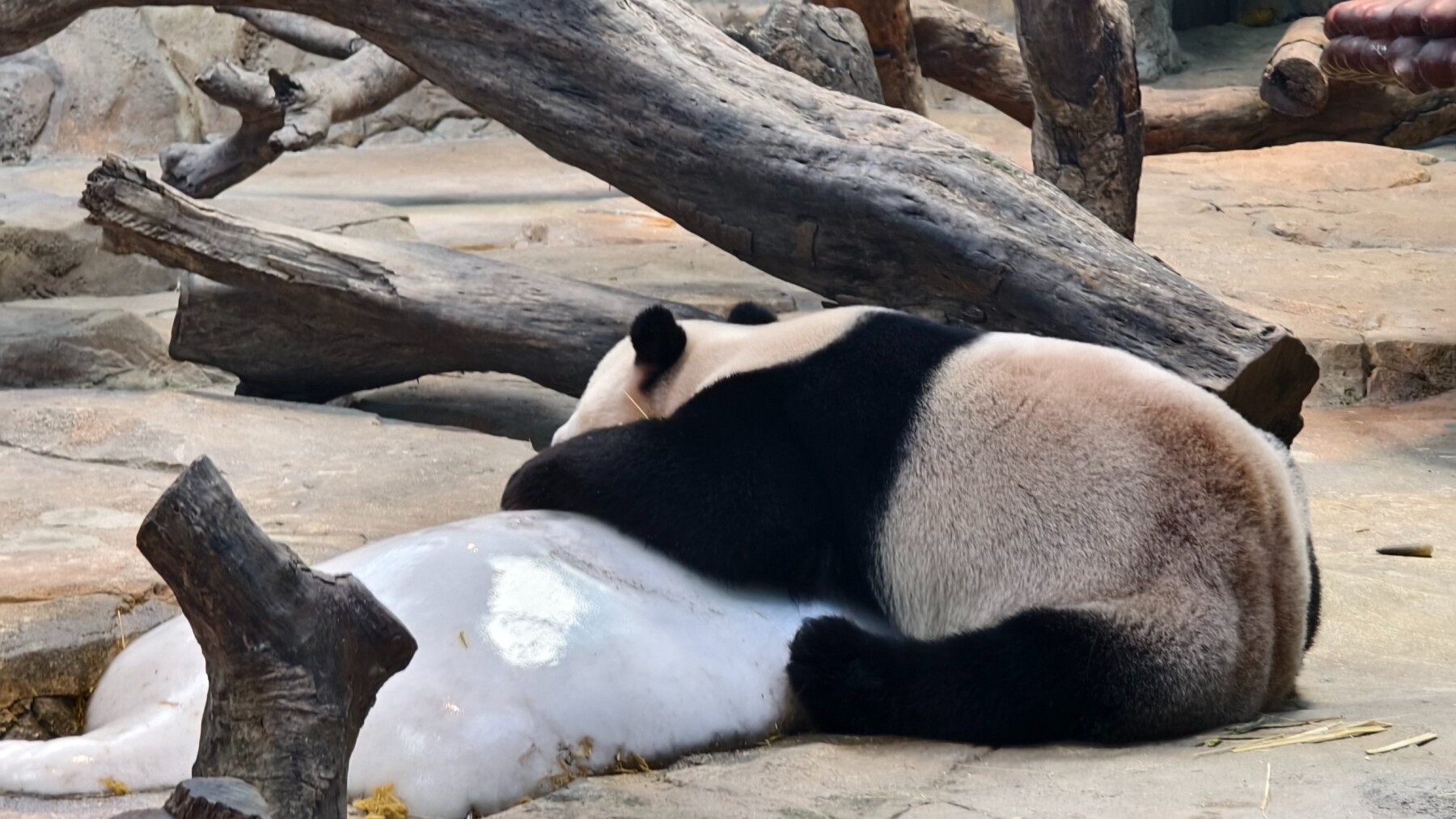 中秋穗月 相约广东｜中秋节去哪儿？跟着奥运健儿一起逛动物园