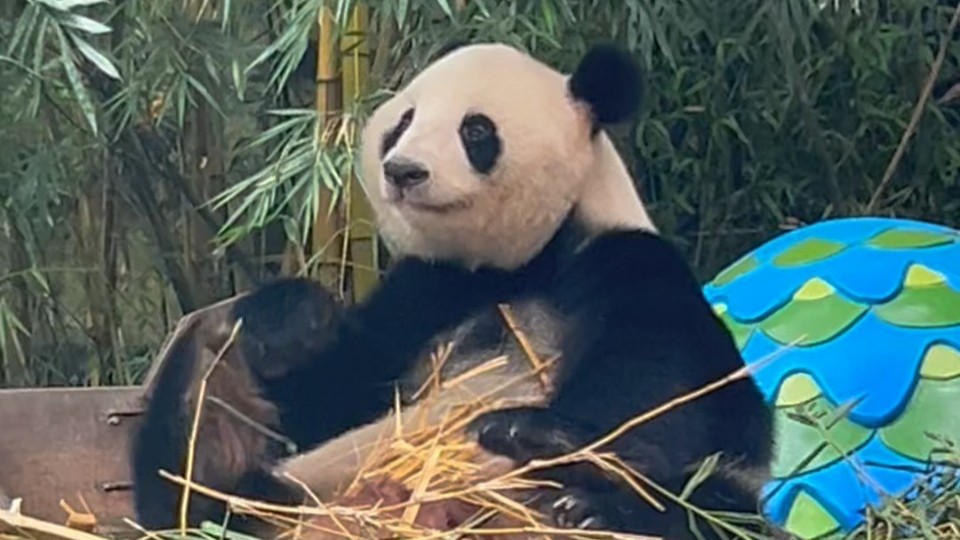 Canton Tower witnesses romantic vows, African couple find Chimelong Safari Park "just like home"