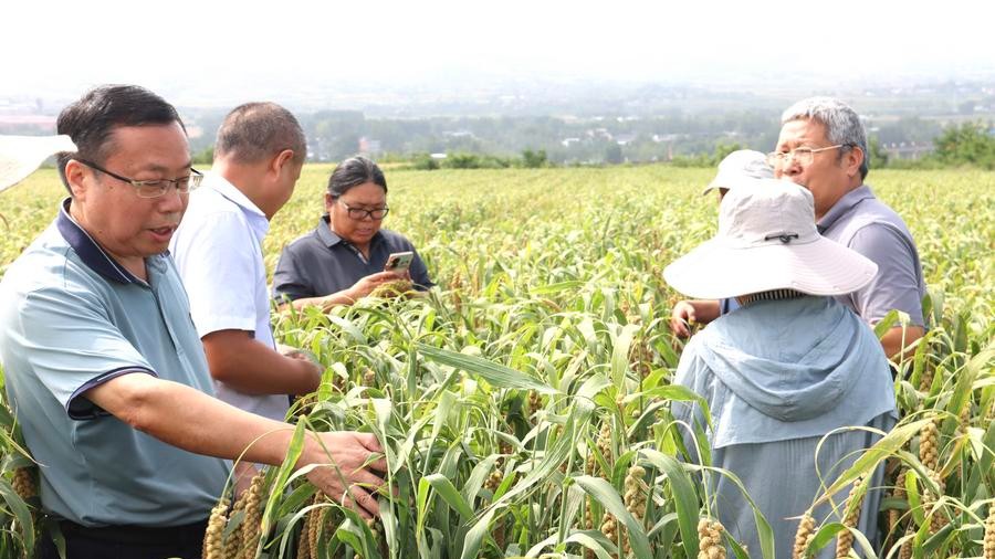 China's new foxtail millet variety sets summer yield record