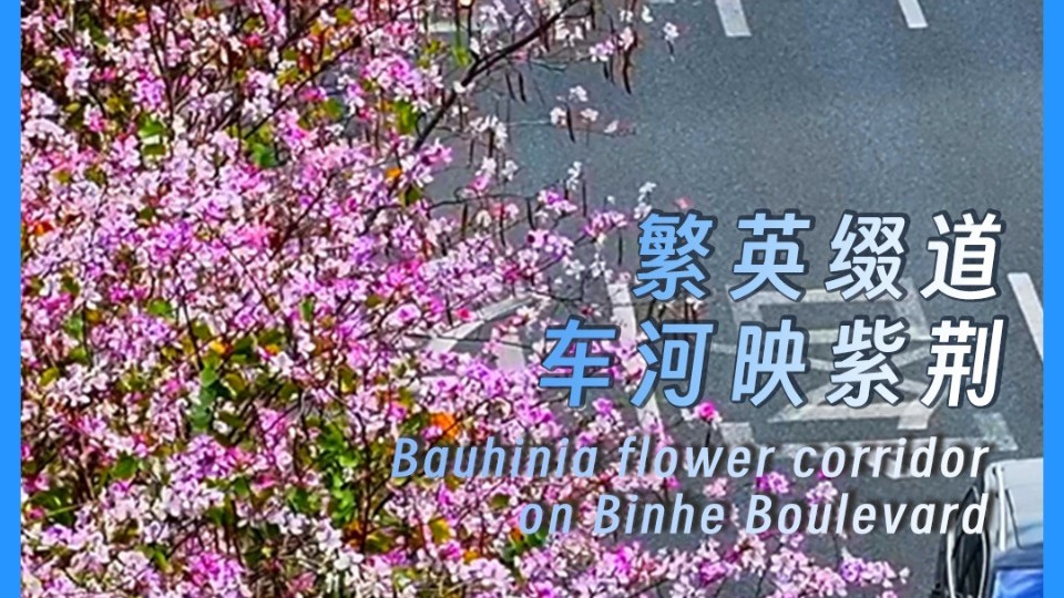 Bauhinia flower corridor on Binhe Boulevard, Shenzhen