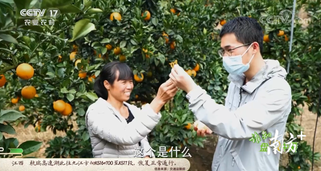 果园里，种植户向编导展示“开橙器”妙用