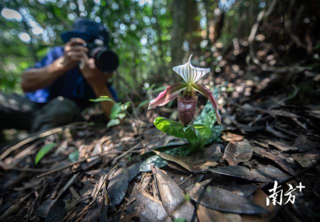 深圳兰科中心科研团队在深圳三洲田发现一株开花的珍稀濒危物种紫纹兜兰。