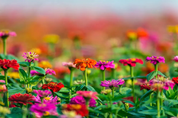 Immerse yourself in flower seas right here in Guangzhou!
